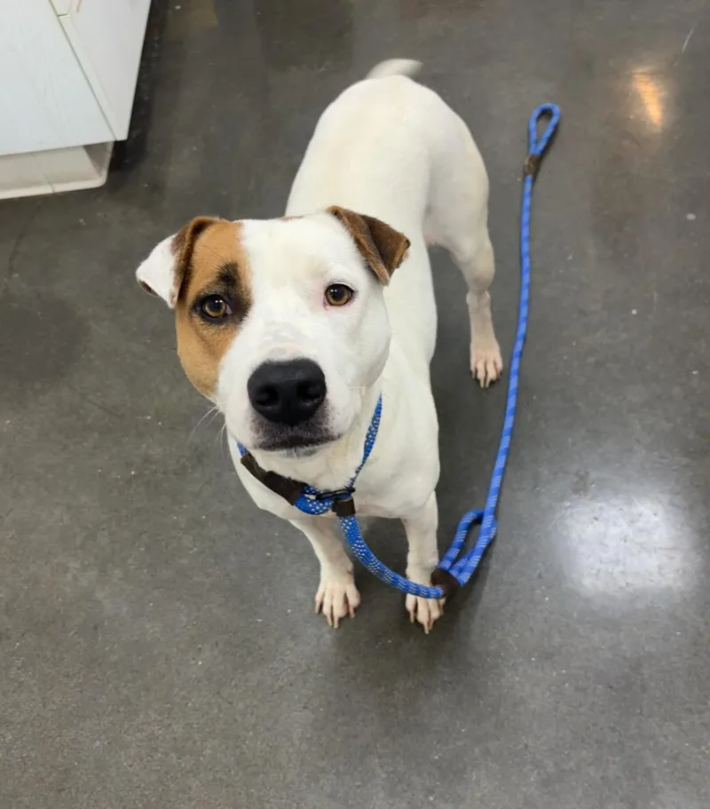 An adult medium-sized female Apricot / Beige Pit Bull Terrier dog named Marrie for adoption in Rogers, AR