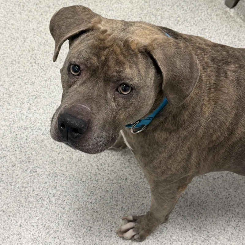 An adult medium-sized female Brindle Mixed Breed dog named Sara for adoption in Cooperstown, NY