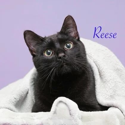 Reese