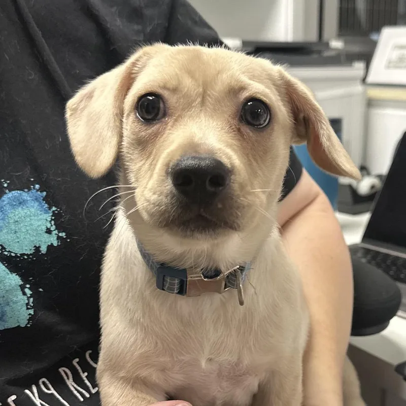 Louie A