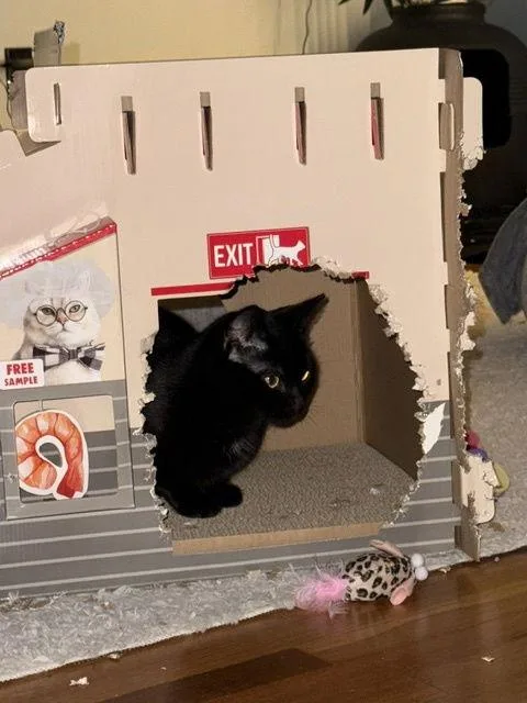 Venus  Willow Grove thumbnail 2