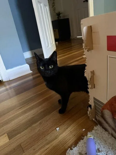 Venus  Willow Grove thumbnail 3