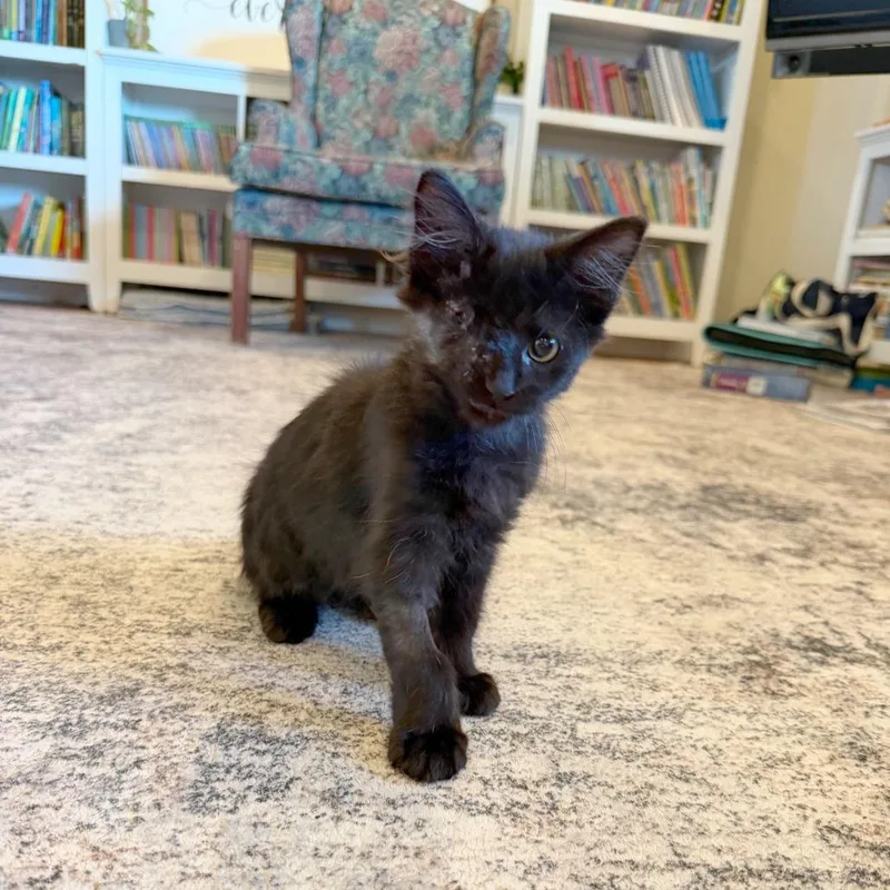 A baby small-sized male Domestic Short Hair cat named Spider for adoption in Hailey, ID