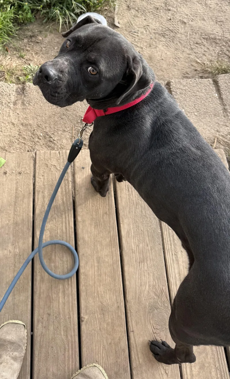 A young medium-sized male Cane Corso dog named Marcus for adoption in Carver, MA