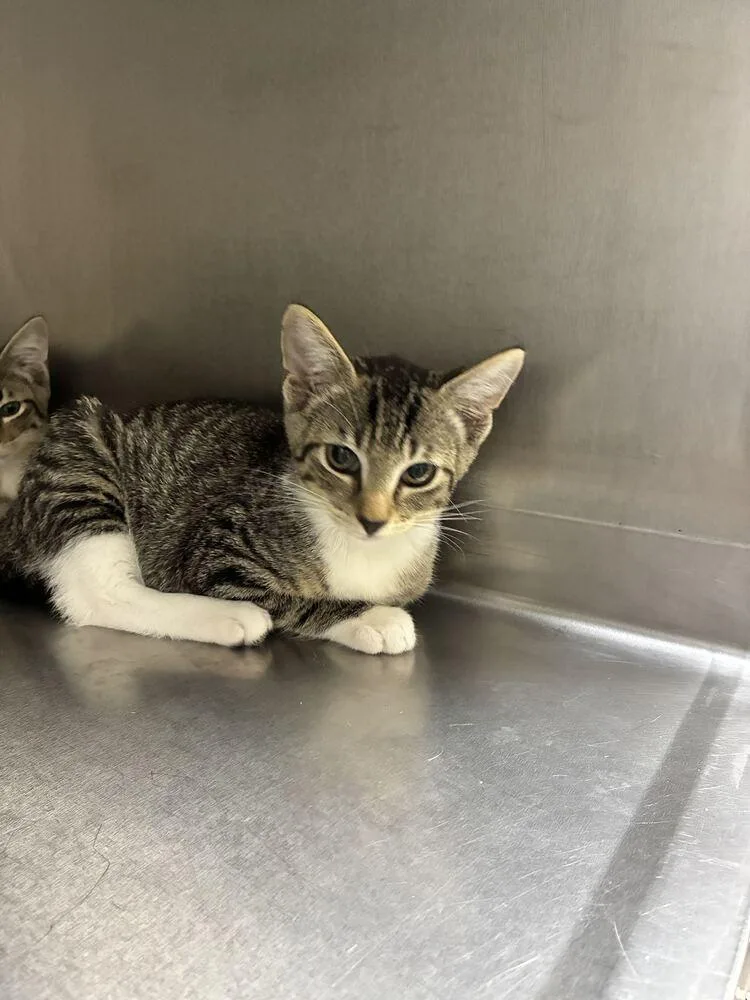 A baby small-sized male Domestic Short Hair cat named Skippy for adoption in Marietta, GA