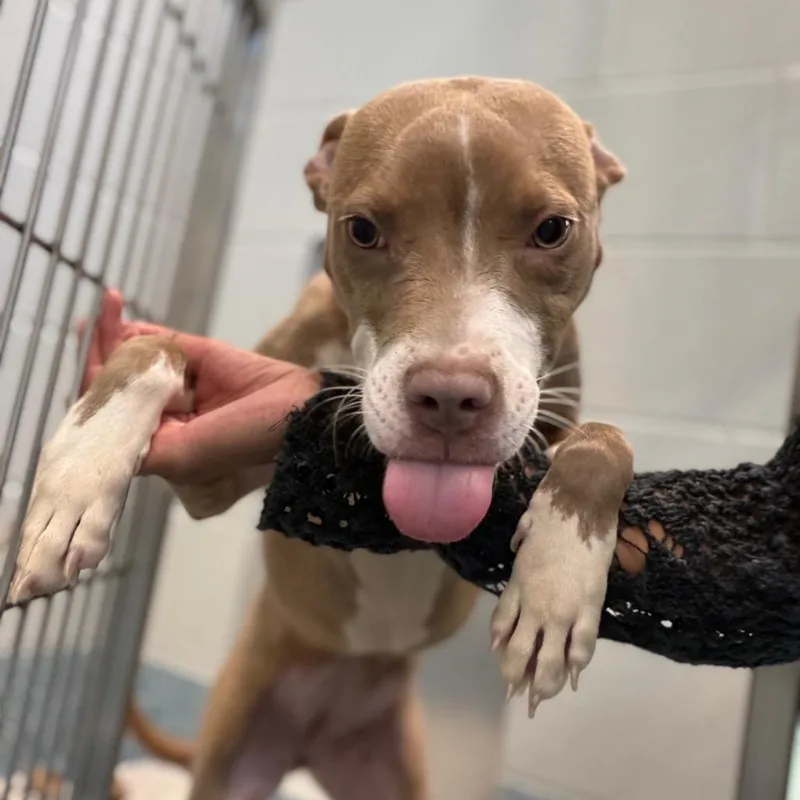A young medium-sized female Brindle Mixed Breed dog named Hey There Delilah for adoption in Greensboro, NC