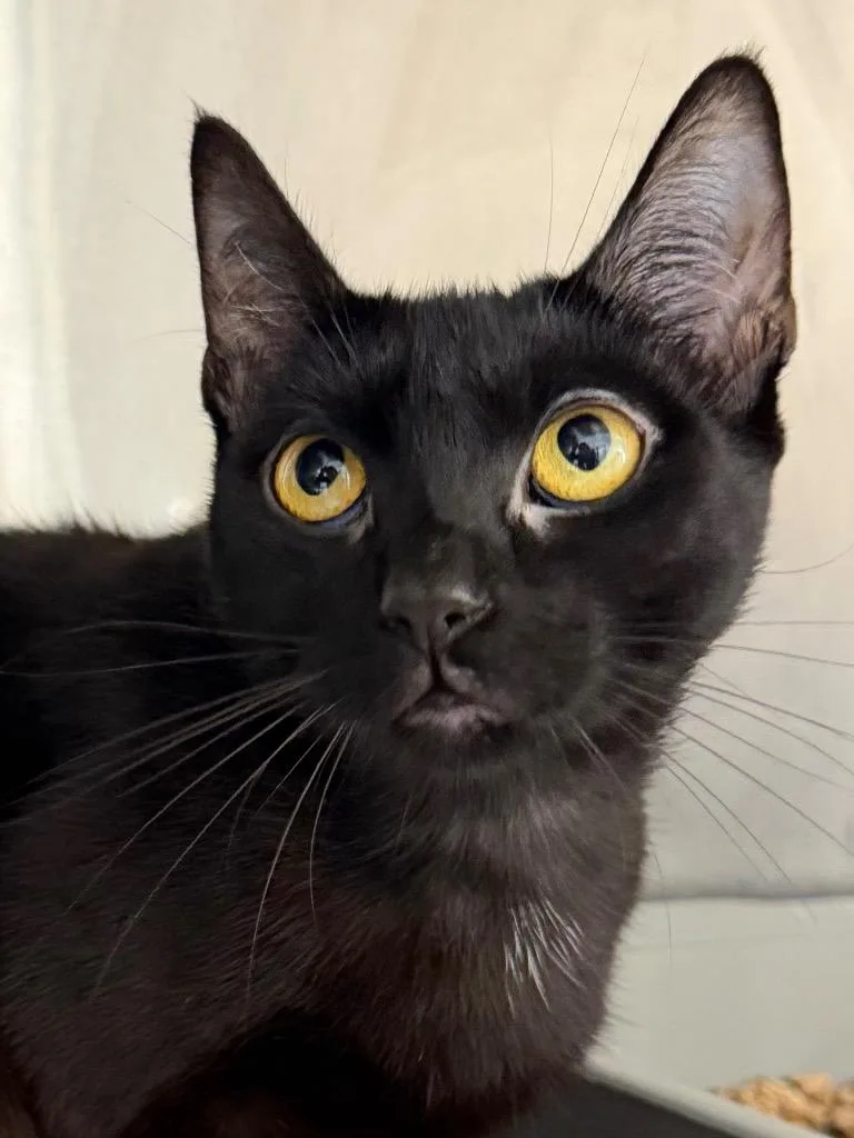 A young medium-sized female Domestic Short Hair cat named Dalia for adoption in Pomona, NY