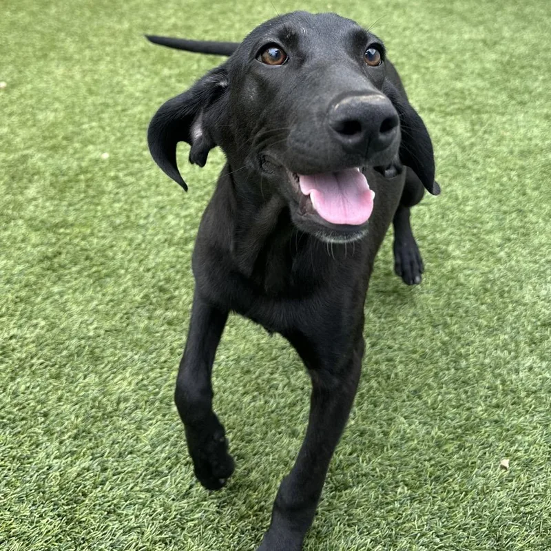 A baby medium-sized male Black Labrador Retriever dog named Drake for adoption in LOXAHATCHEE, FL