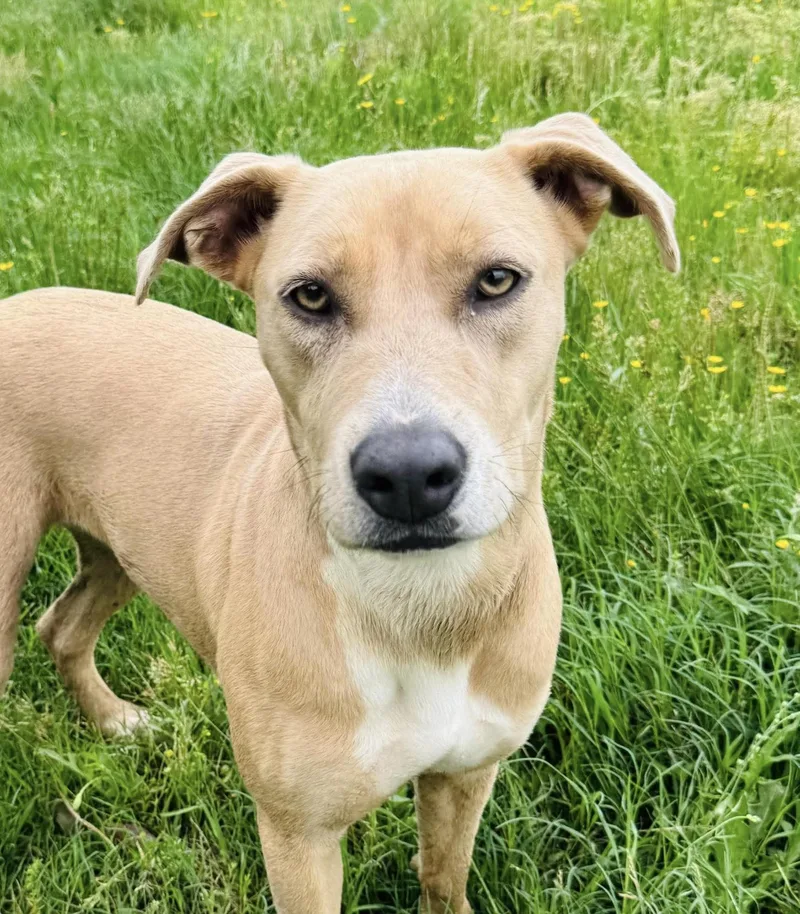 A young medium-sized female Yellow / Tan / Blond / Fawn American Staffordshire Terrier dog named Barbie for adoption in Tomball, TX