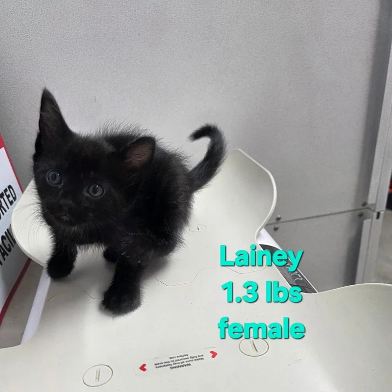A baby medium-sized female Domestic Short Hair cat named Lainey for adoption in Camden, TN