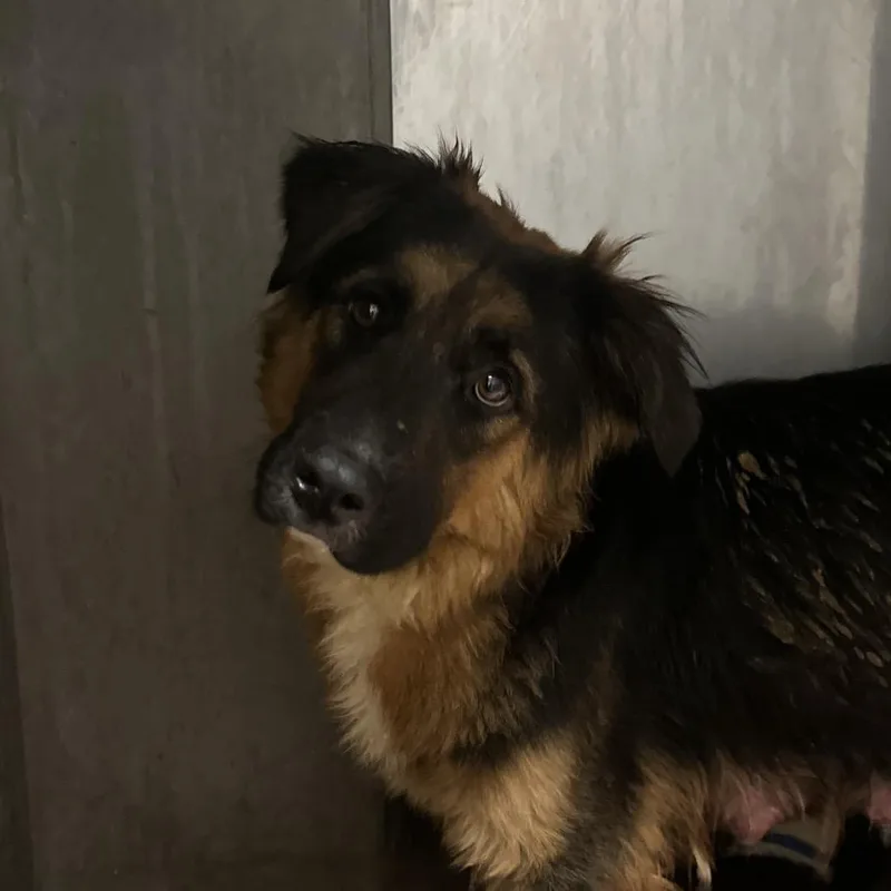 An adult medium-sized female Black German Shepherd Dog dog named Amelia A for adoption in Mission Hills, CA