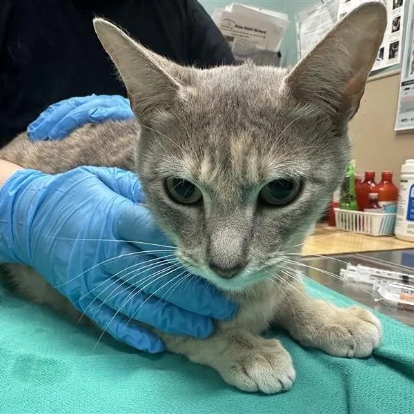 An adult medium-sized female Torbie Domestic Short Hair cat named Hertz for adoption in Tacoma, WA