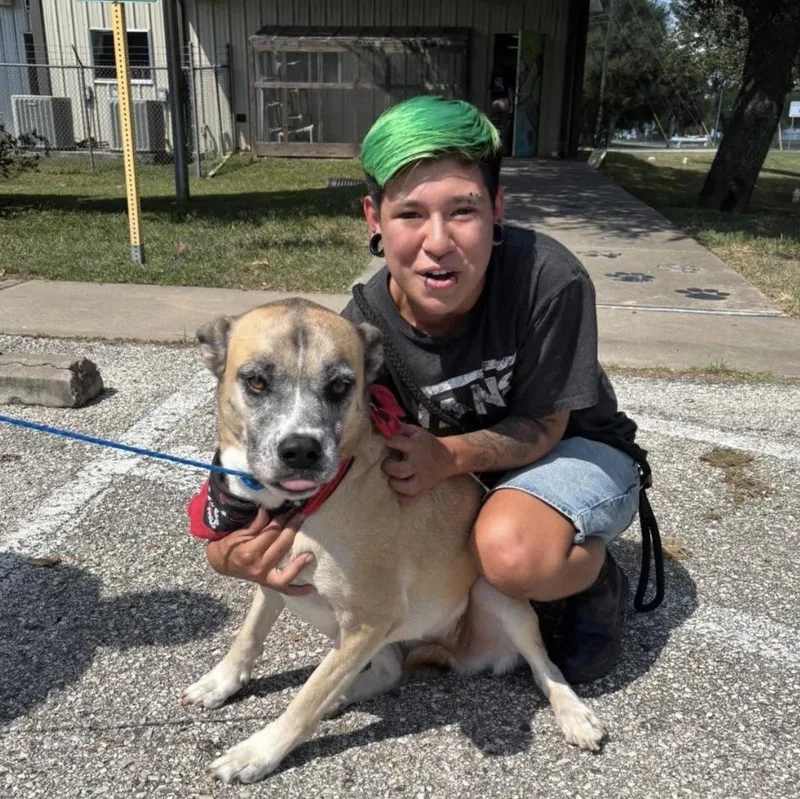 An adult medium-sized female Anatolian Shepherd dog named Bricia for adoption in Magnolia, TX