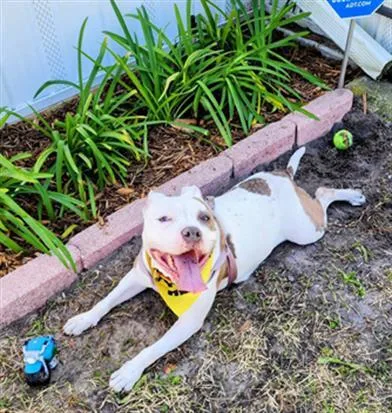 An adult medium-sized female Mixed Breed dog named Champagne for adoption in Jacksonville, FL