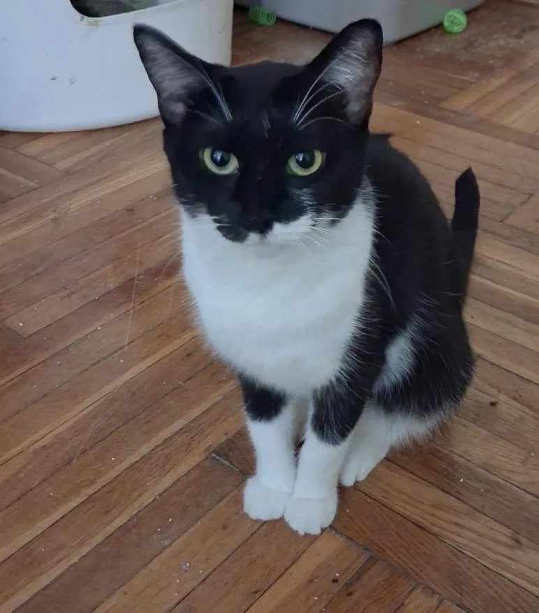 An adult medium-sized female Black & White / Tuxedo Domestic Short Hair cat named Dixie for adoption in Staten Island, NY