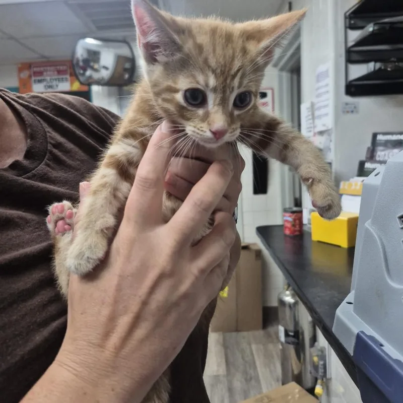 A baby small-sized male Orange / Red Domestic Short Hair cat named Secretariat for adoption in Newark, NJ