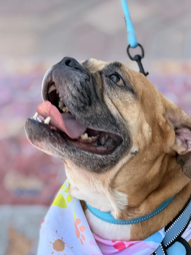 An adult medium-sized female Golden Bulldog dog named Honey for adoption in Las Vegas, NV