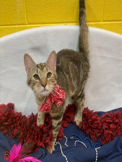 An adult medium-sized male Domestic Short Hair cat named Oncé for adoption in Upper Marlboro, MD