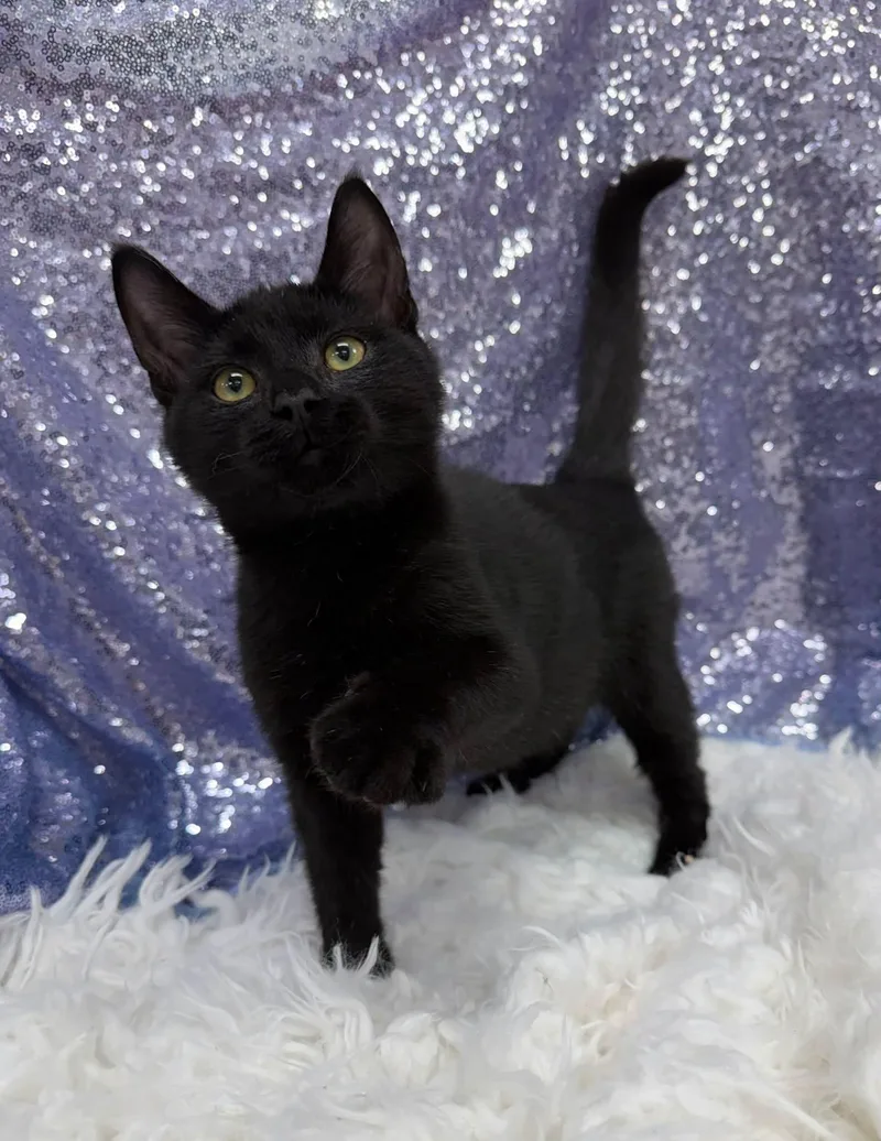 A young medium-sized male Black Domestic Short Hair cat named Jack Fruit for adoption in Clarkesville, GA