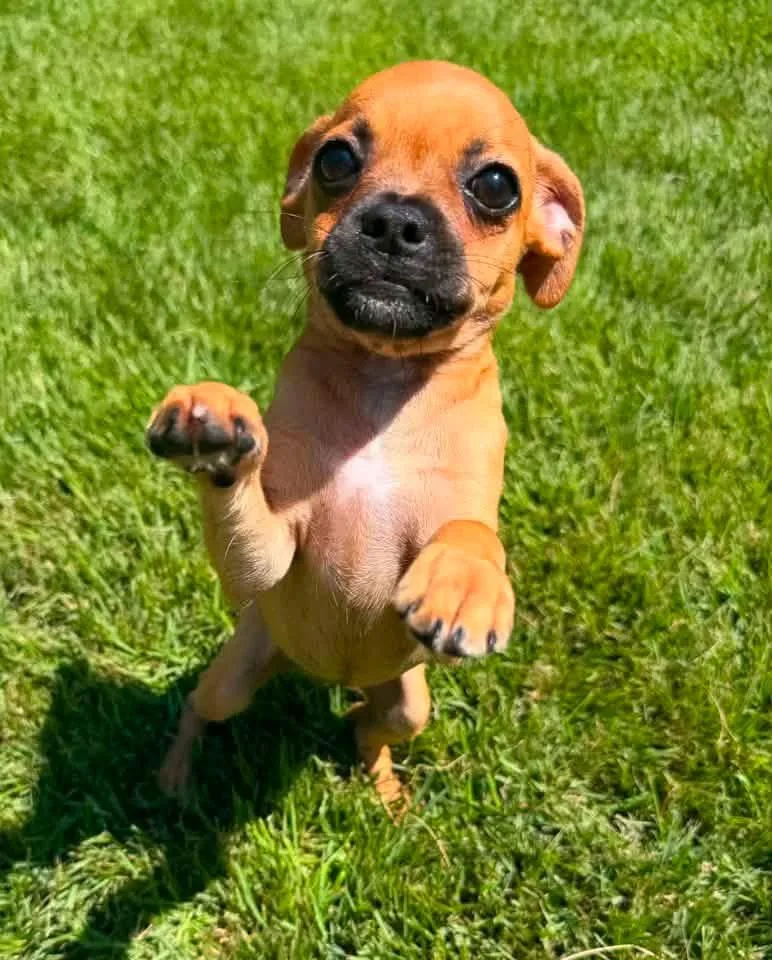 A baby small-sized female Brown / Chocolate Boston Terrier dog named Gretel for adoption in Calera, AL