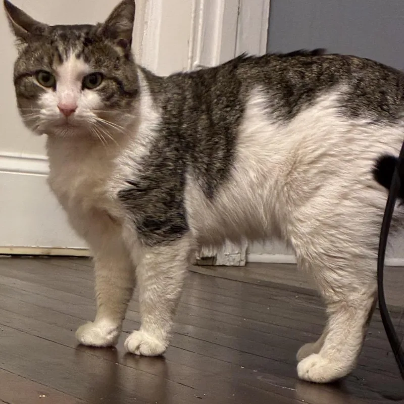 A young large-sized male White Domestic Short Hair cat named Little Guy for adoption in Mocksville, NC