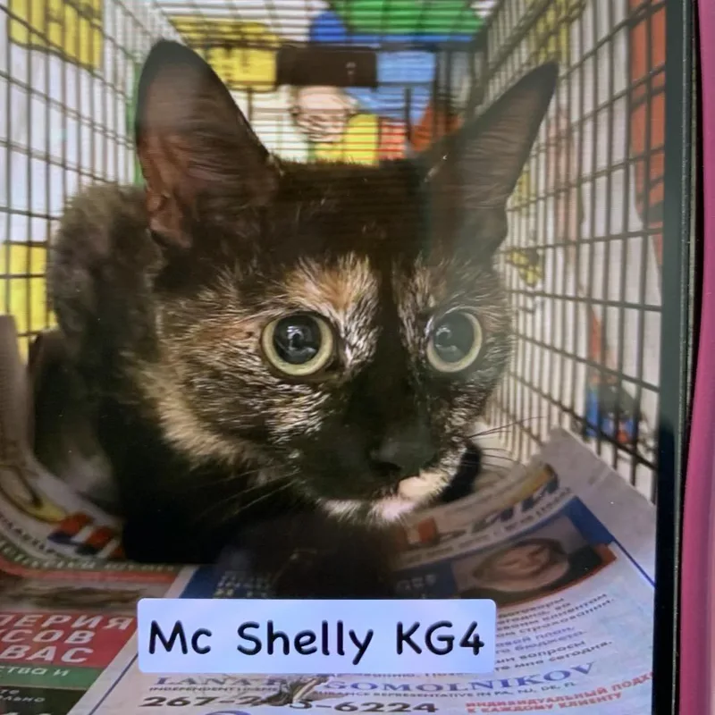 An adult medium-sized female Tortoiseshell Domestic Short Hair cat named McShelly for adoption in Philadelphia, PA