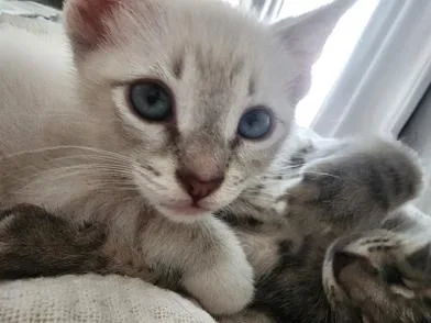 A baby medium-sized male Cream Point Siamese cat named Leo for adoption in Liverpool, TX
