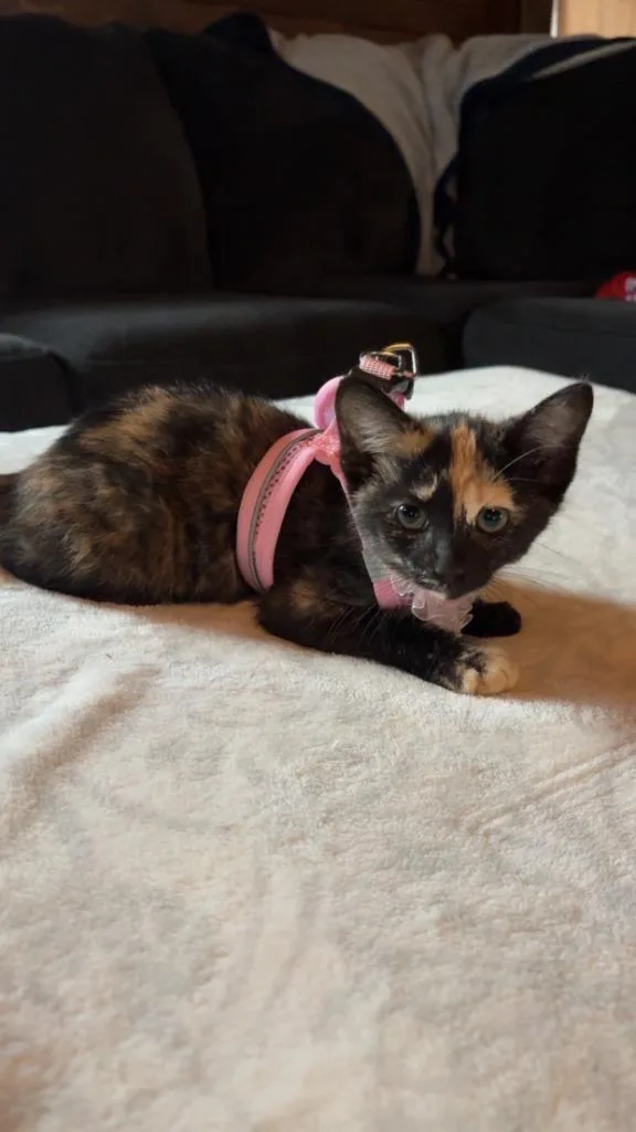 A baby small-sized female Domestic Short Hair cat named Phoenix for adoption in Effingham, IL