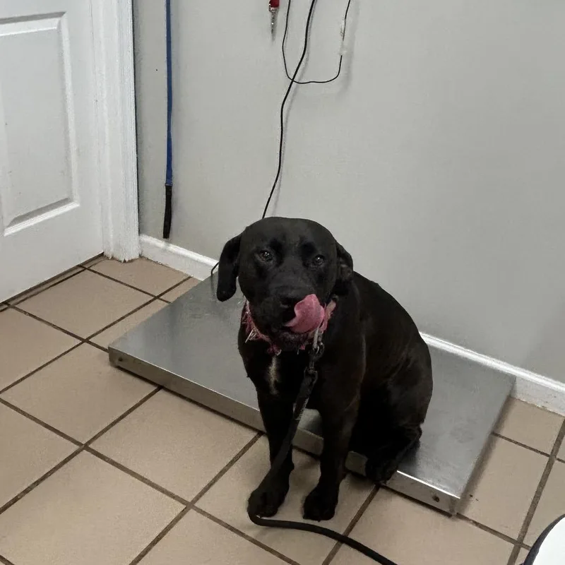 An adult large-sized male Black Labrador Retriever dog named Boscoe for adoption in Starkville, MS
