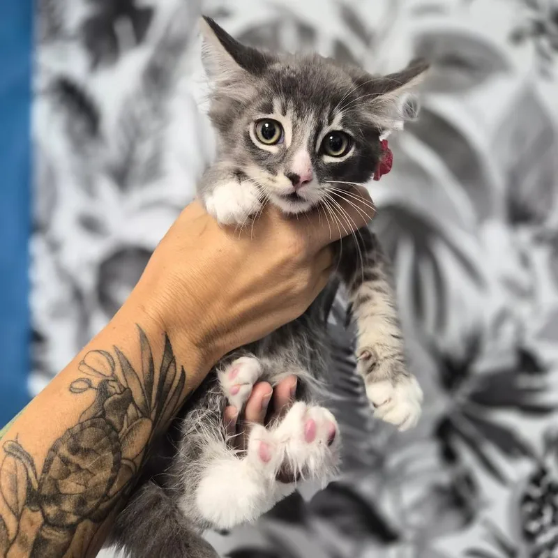 A baby small-sized male Gray / Blue / Silver Domestic Long Hair cat named Oyster for adoption in Wahiawa, HI