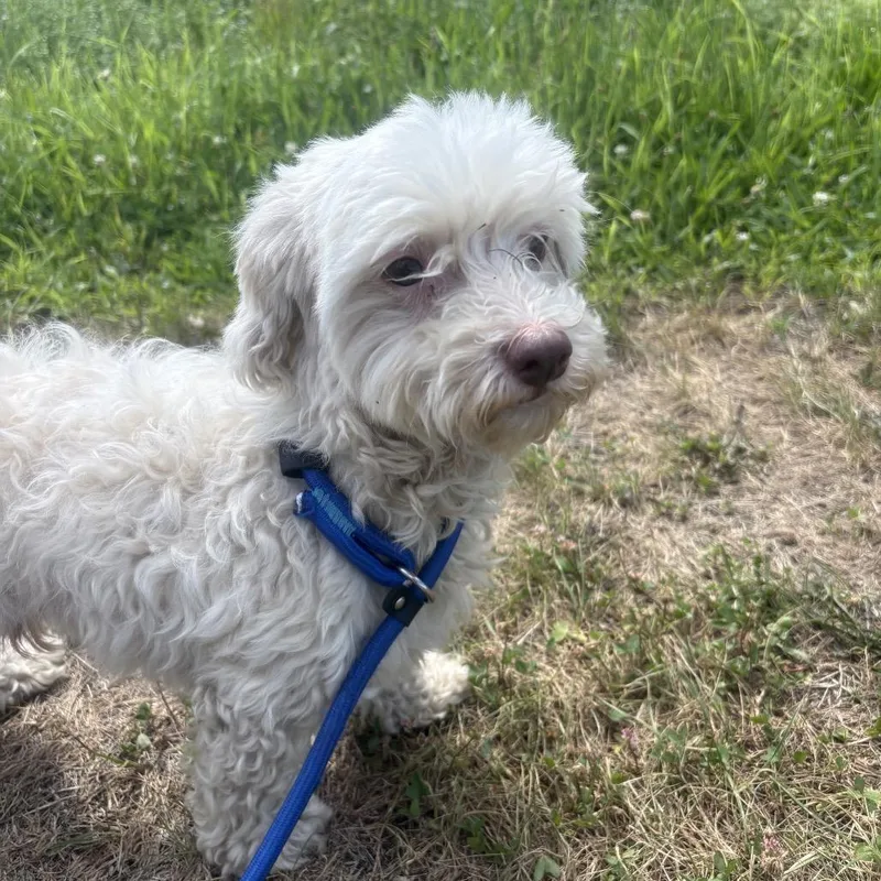 An adult small-sized male White / Cream Miniature Poodle dog named Bob Dylan for adoption in Binghamton, NY