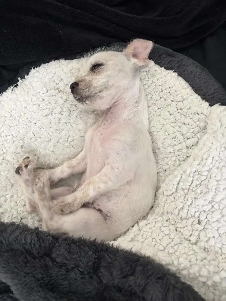 A baby small-sized male White / Cream Terrier dog named Bernie for adoption in Denver, CO