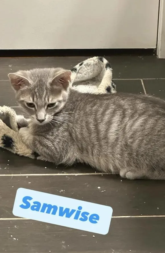 A baby small-sized male Tabby (Gray / Blue / Silver) Domestic Short Hair cat named Aragorn  Frodo  for adoption in Weehawken, NJ