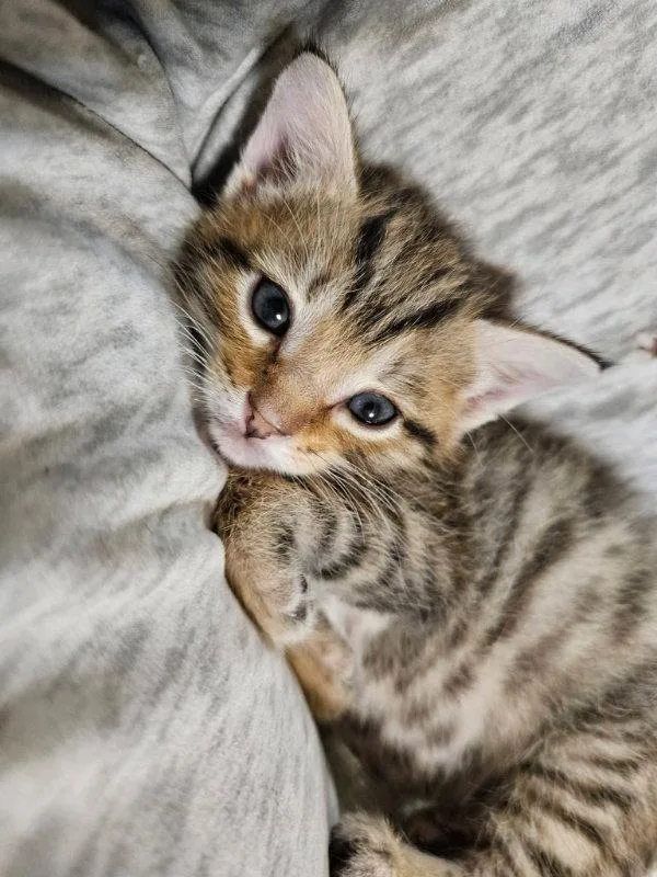 A young medium-sized male Tabby cat named Billy for adoption in Knoxville, TN