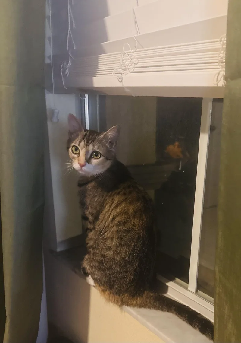 A young medium-sized female Domestic Short Hair cat named Journeysee Video! for adoption in Port Orange, FL
