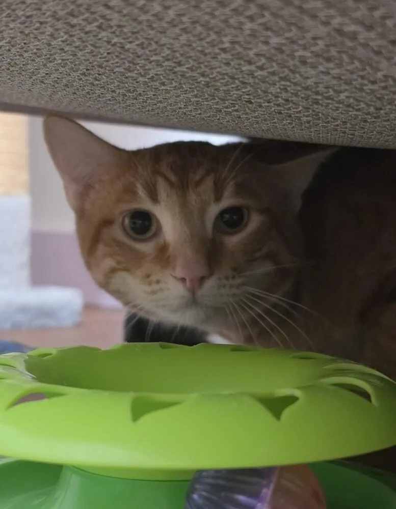 A baby medium-sized male Orange & White Domestic Short Hair cat named George for adoption in Wild Rose, WI