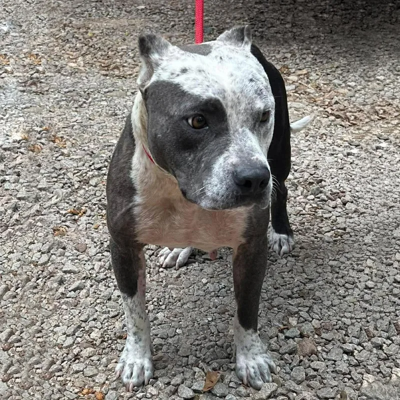 A young large-sized female Gray / Blue / Silver American Staffordshire Terrier dog named Marge for adoption in Long Island City, NY
