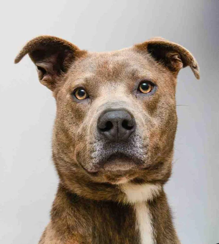 A young medium-sized male Brindle Terrier dog named Khan for adoption in Sanford, FL