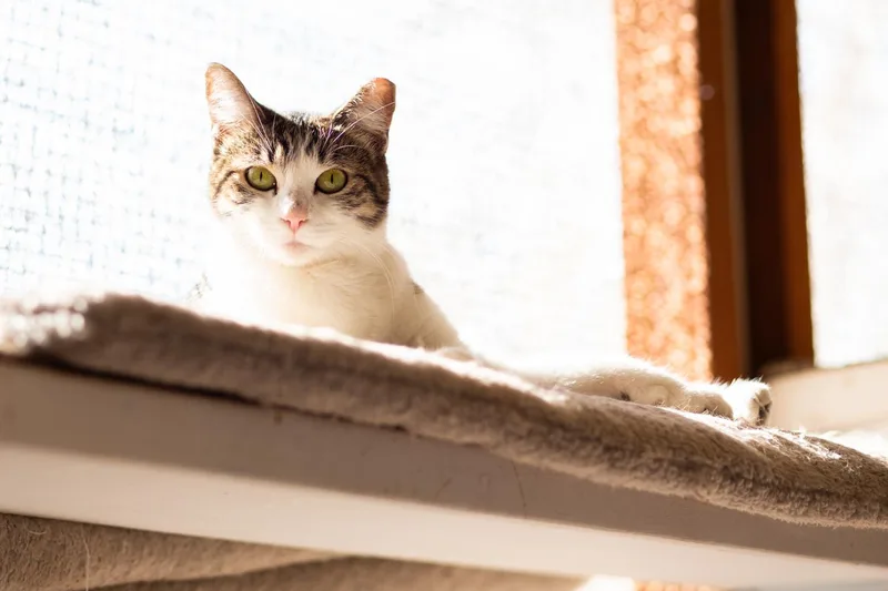 A young medium-sized female Gray & White Domestic Short Hair cat named Meow for adoption in Marana, AZ