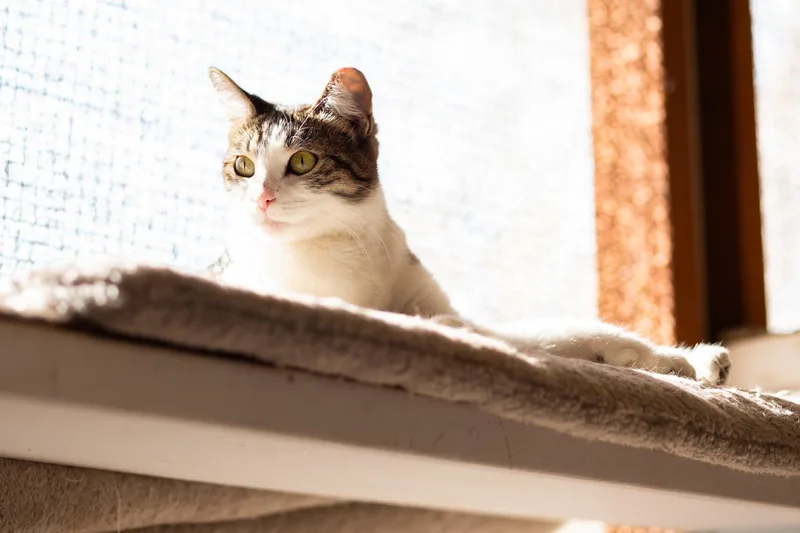 Meow thumbnail 3