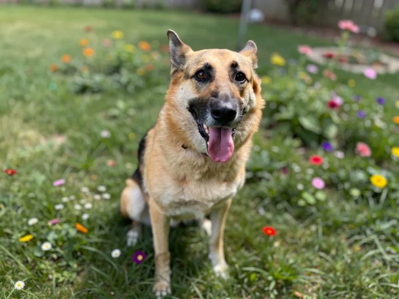 An adult large-sized female German Shepherd Dog dog named Jade for adoption in Sebastian, FL
