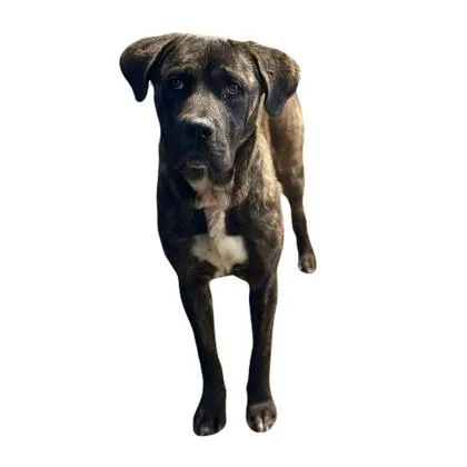 A young large-sized male Mastiff dog named Kent for adoption in Red Bluff, CA