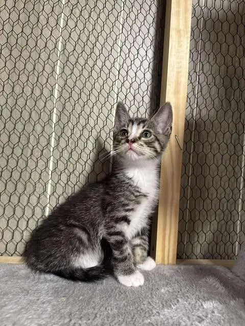 A baby small-sized male Tabby (Brown / Chocolate) Domestic Short Hair cat named Iggy for adoption in Davison, MI