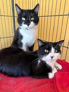 Sebastian thumbnail 3