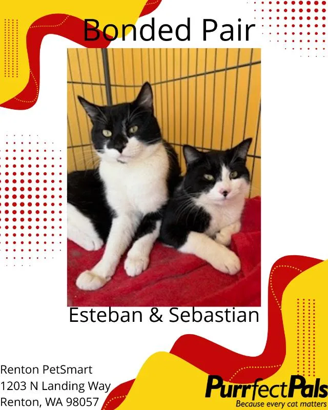 Sebastian thumbnail 4