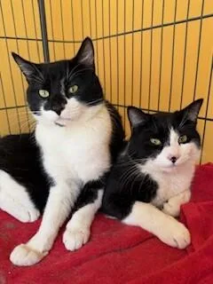 Sebastian thumbnail 5