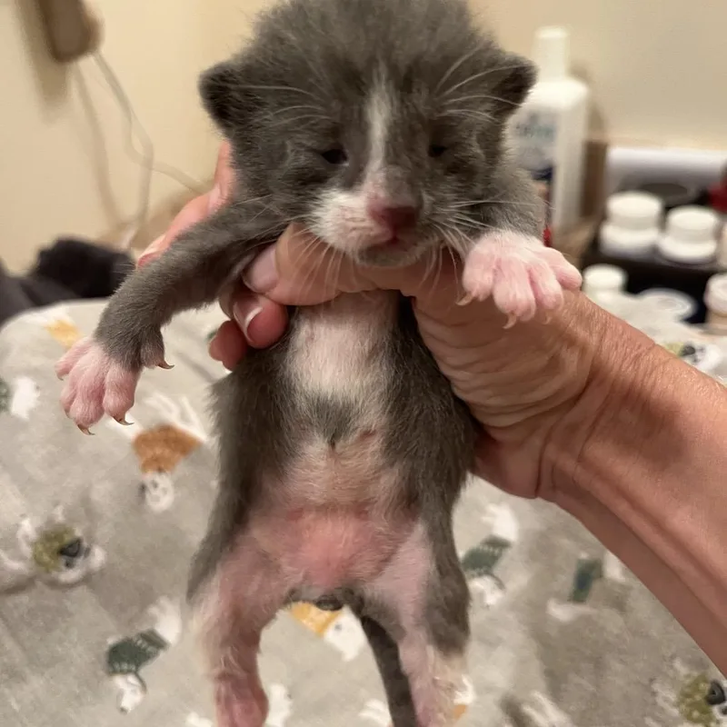 A baby small-sized male Domestic Short Hair cat named Dion for adoption in Hamilton, GA
