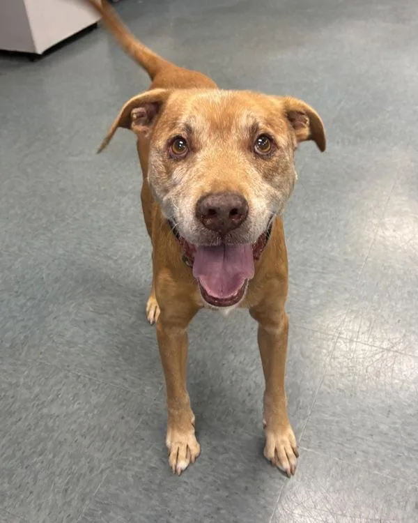 An adult large-sized male Shepherd dog named Rupert for adoption in Richmond, VA