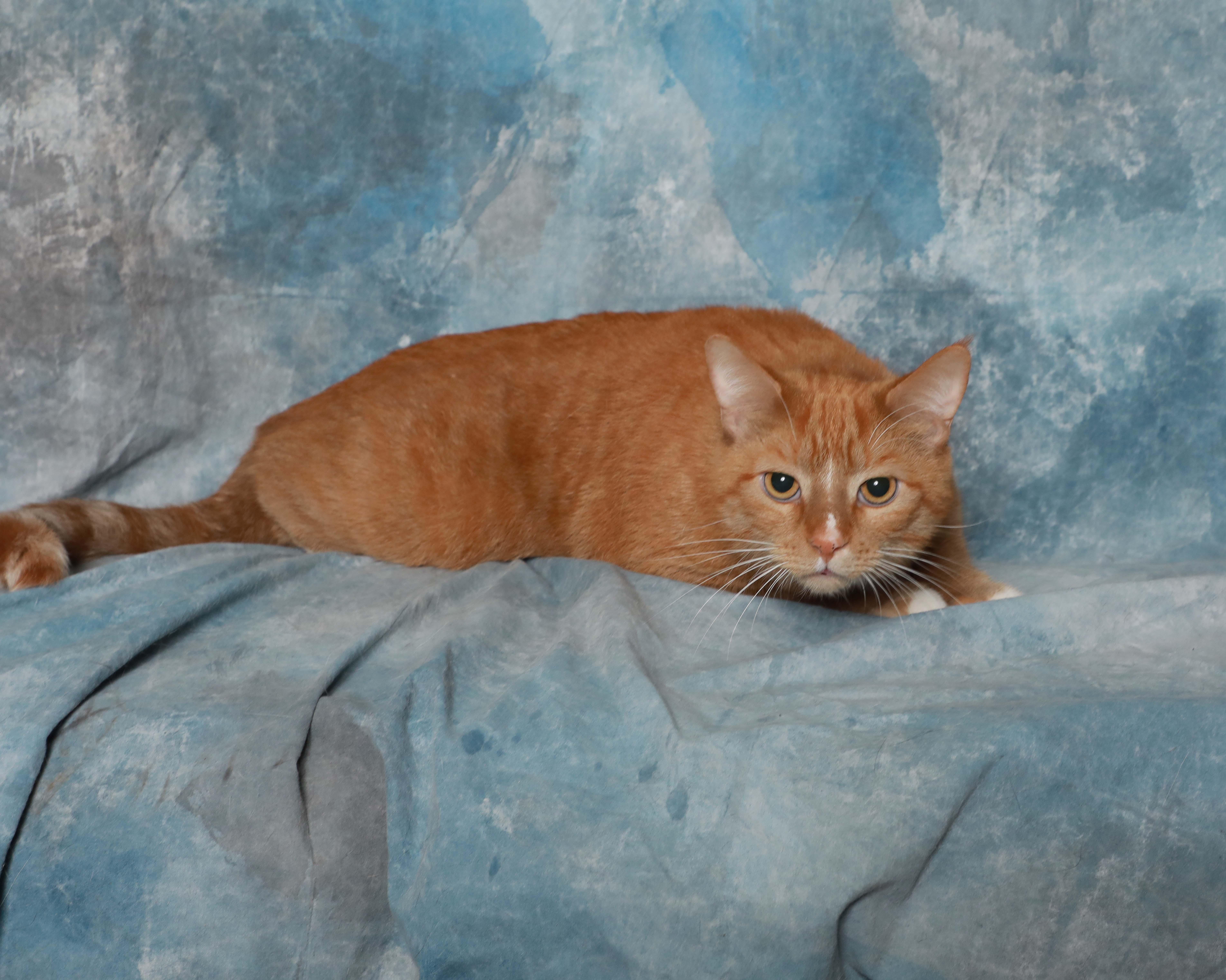 An adult extra large-sized male Orange & White Domestic Short Hair cat named Cornelius for adoption in Rock Falls, IL