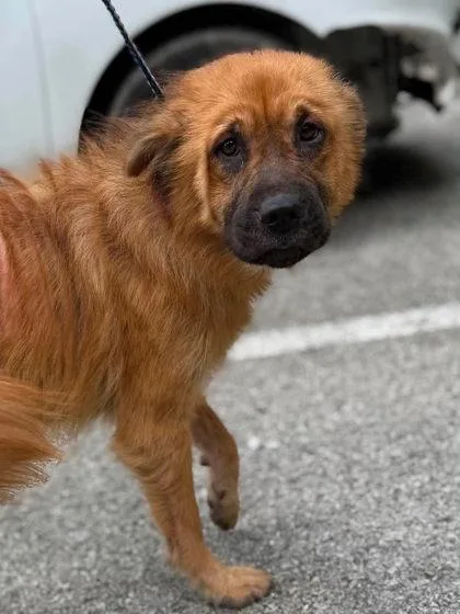 An adult medium-sized female Brown / Chocolate Mixed Breed dog named Emerlee for adoption in Leitchfield, KY